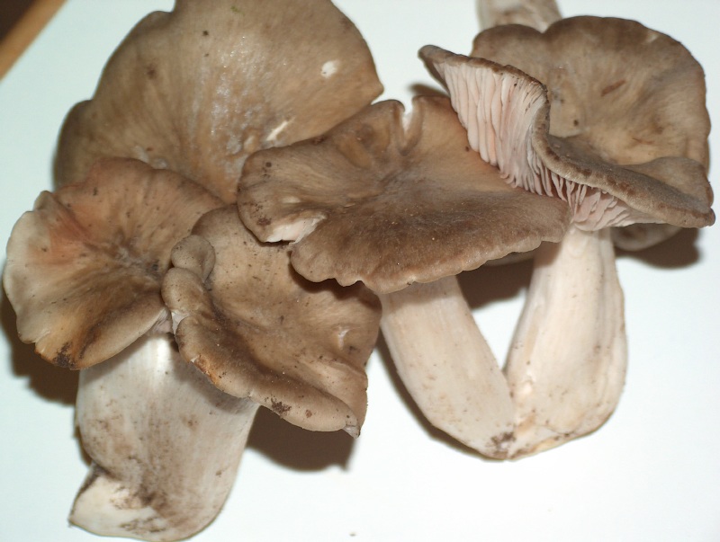 Entoloma lividoalbum